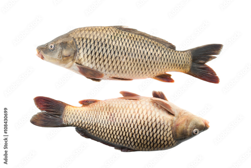 Two river carp on a white background. Two river carp on a white background.