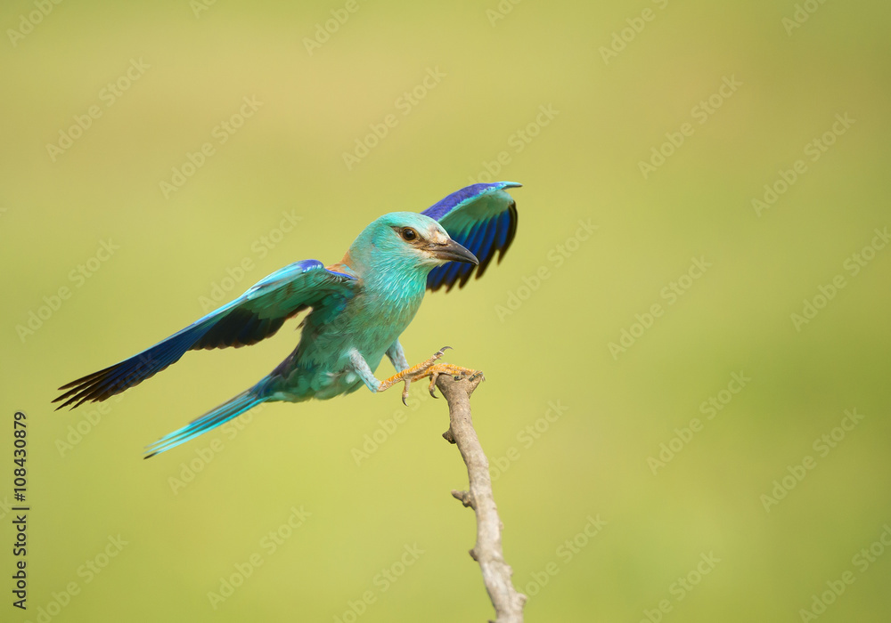 Obraz premium European roller landing on the perch, clean green background, Hungary, Europe