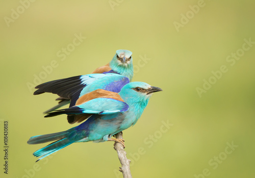 Pair of european rollers, perching on the branch, clean green background, Hungary, Europe © mzphoto11