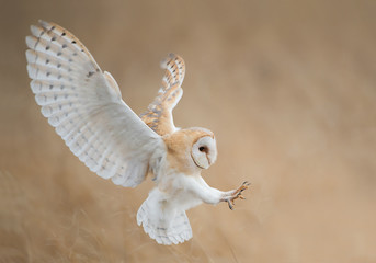 Wandcirkels Uil Kerkuil met gespreide vleugels in vlucht  © mzphoto11