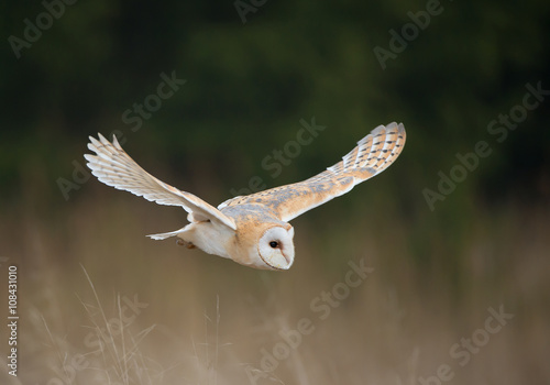 Barn owl in flight, clean background, Czech Republic, Europe