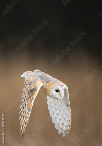 Barn owl in flight, with open wings, clean background, Czech Republic, Europe