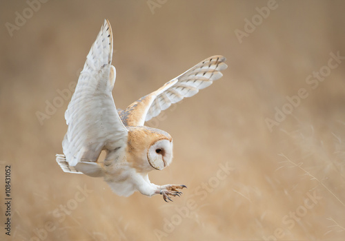 Barn owl in flight just before attack, with open wings, clean background, Czech Republic, Europe