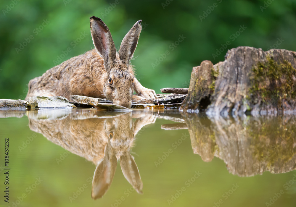 European hare portrait on the rim of drinking pond, with reflection in the water, clean background, Hungary, Europe European hare portrait on the rim of drinking pond, with reflection in the water, clean background, Hungary, Europe