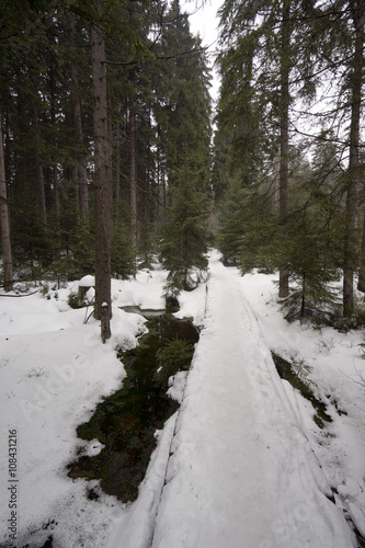 Path in the dark snow forest, Jeseniky, Czech republic © slunicko1977