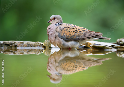 Konstfotografi Turtle dove sitting on the rim of drinking pond, with reflection, clean backgrou