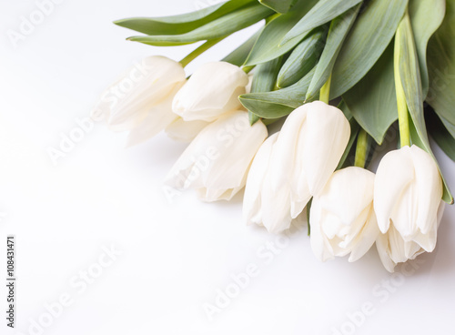 Bunch of white tulips on white background