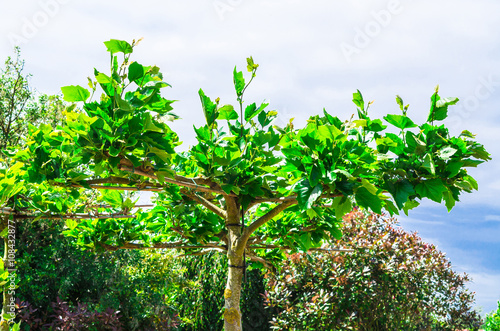 Kunstvoll geformte Plantane