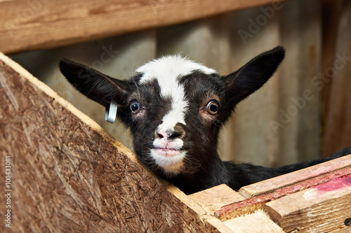 Goat kid in corral on farm © Sergey Ryzhov
