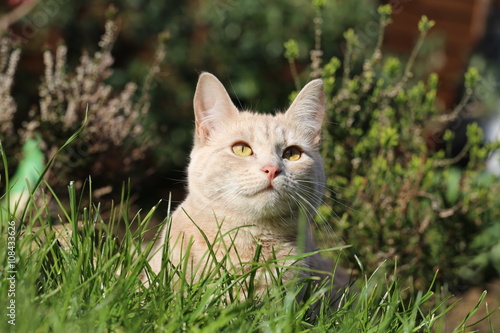 Ginger female cat playing in a garden
