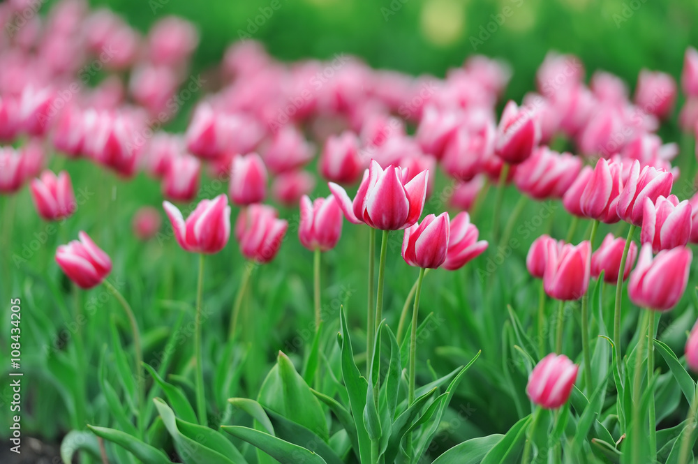 Tulips in spring field