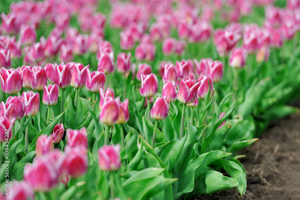 Fototapeta premium Tulips in spring field