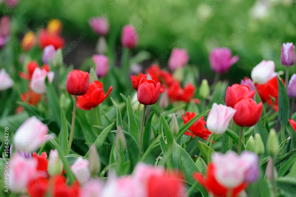 Fototapeta premium Tulips in spring field