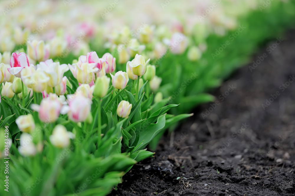 Obraz premium Tulips in spring field
