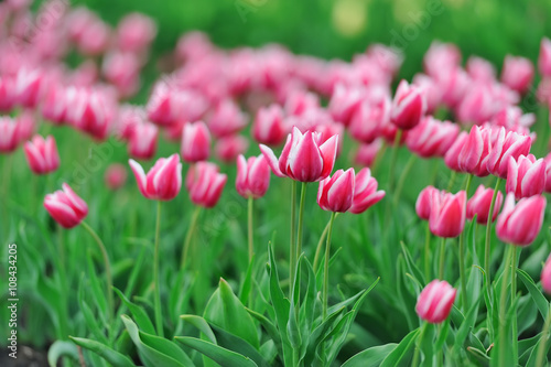 Tulips in spring field