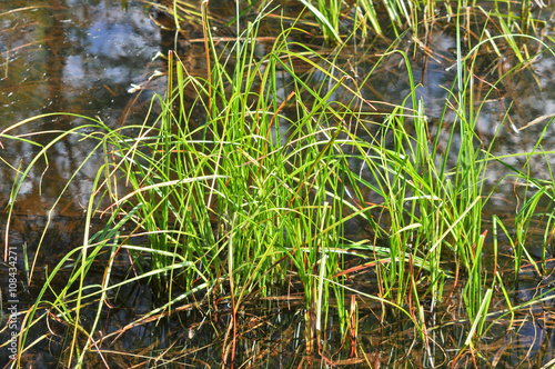 The grass in the water.