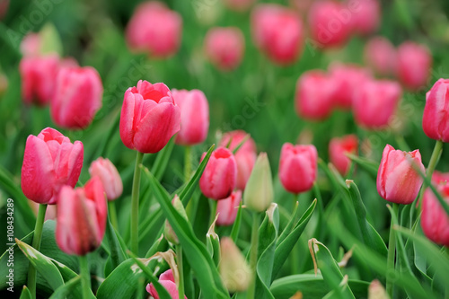 Tulips in spring field