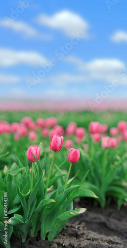 Tulips in spring field