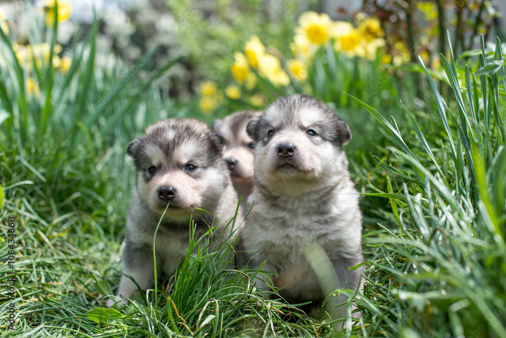 alaskan malamute puppies playing in garden