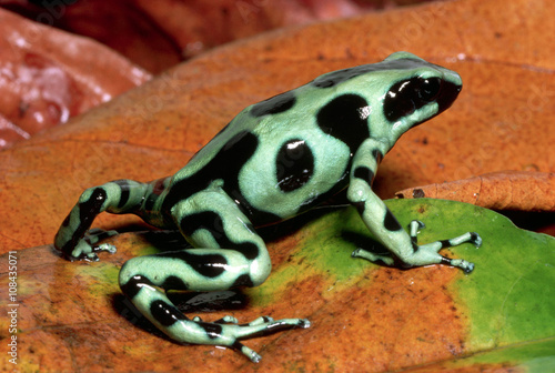 The green-black frog
