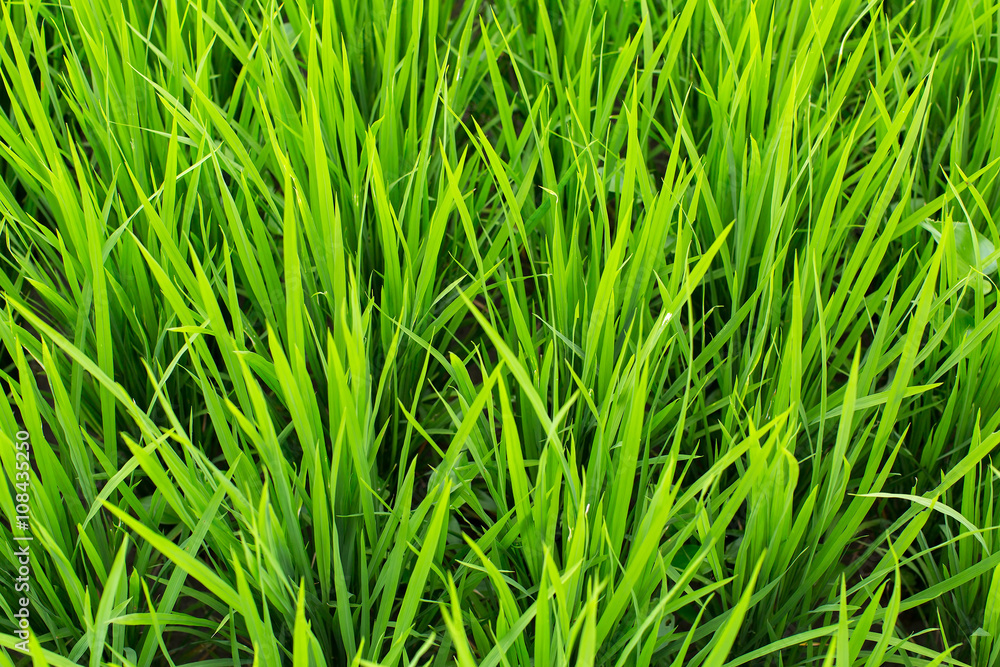 Green grass rice field on closeup. Green grass rice field on closeup.