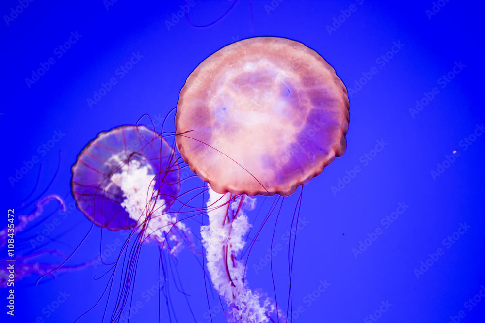 Obraz premium Jellyfish Underwater