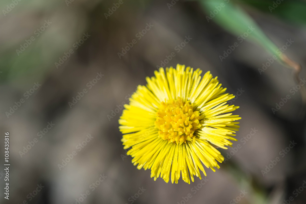 Coltsfoot first flower on spring Coltsfoot first flower on spring