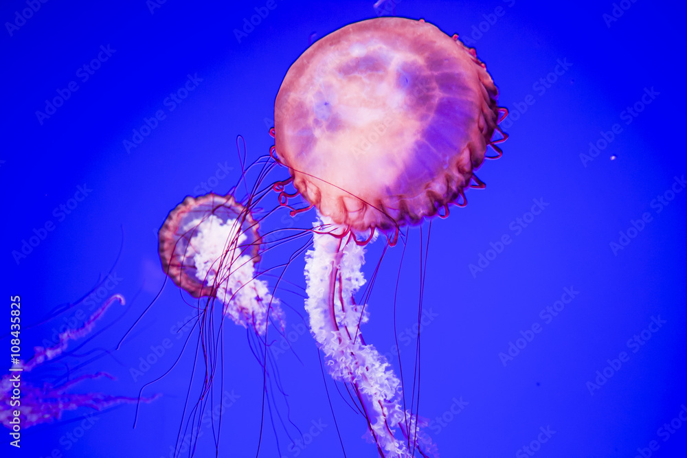 Obraz premium Jellyfish Underwater