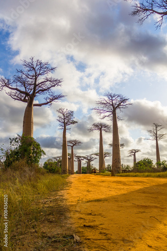 Allée des baobabs Madagascar