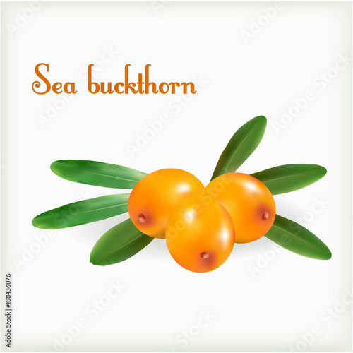 Sea buckthorn with green leaves