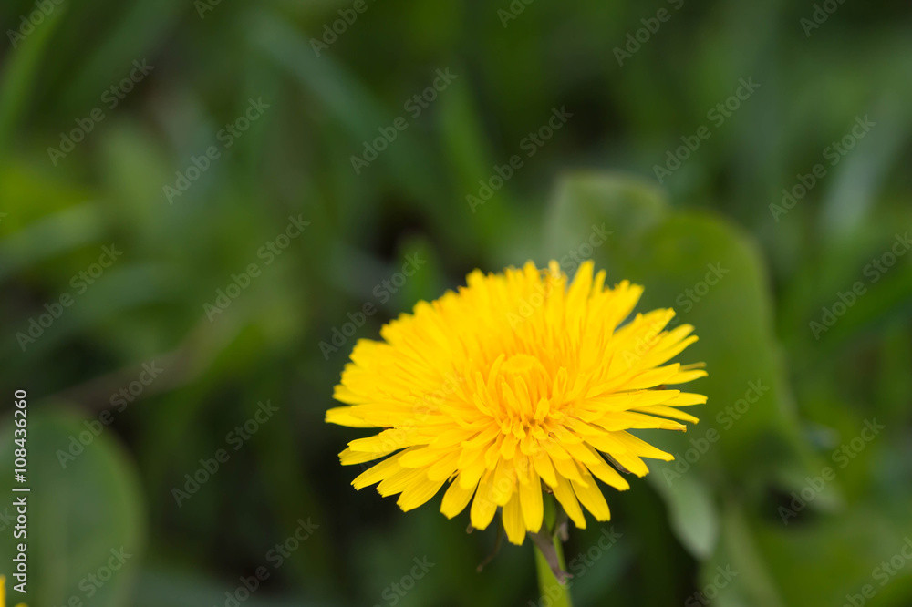 Blooming dandelion flower in the early spring
Blooming dandelion flower in the early spring