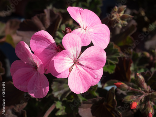 Fototapeta Naklejka Na Ścianę i Meble -  Geranium flowers,