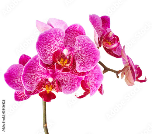 Fototapeta Naklejka Na Ścianę i Meble -  Orchid flowers