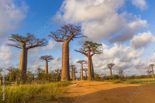 Allée des baobabs Madagascar Fototapeta
