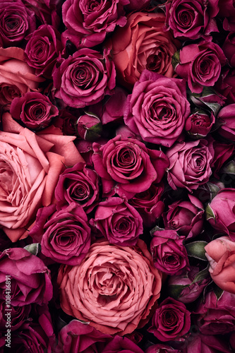 Fotografie, Obraz Roses background