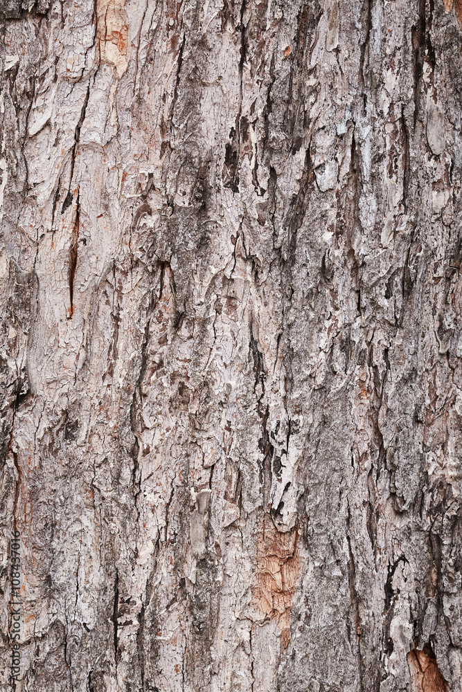 Texture of bark tree Texture of bark tree