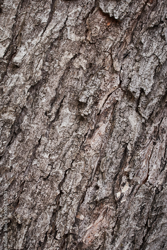 Texture of bark tree Texture of bark tree