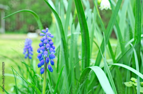 Blua muscari in the grass photo