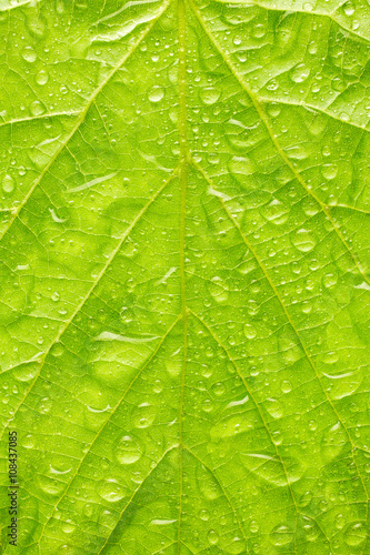 Texture of green leaf with drops of water