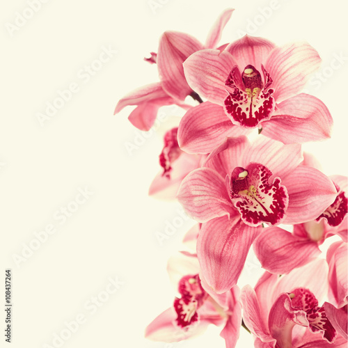 Fototapeta Naklejka Na Ścianę i Meble -  Vintage photo with orchid flowers