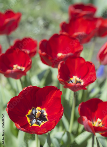 Tulips in blossom in spring