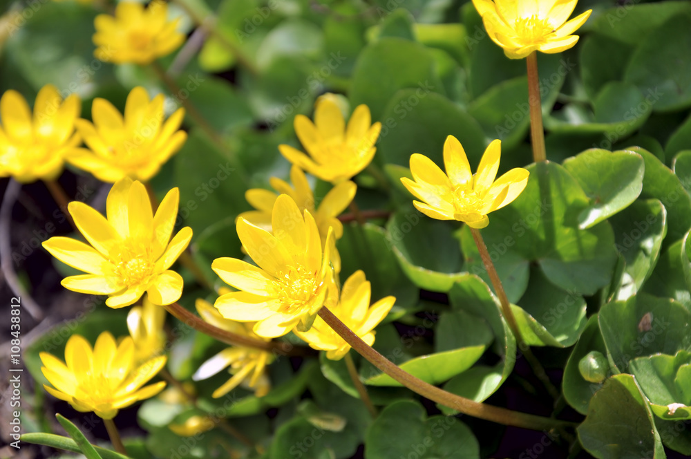 The first spring flowers. Awakening of nature The first spring flowers. Awakening of nature