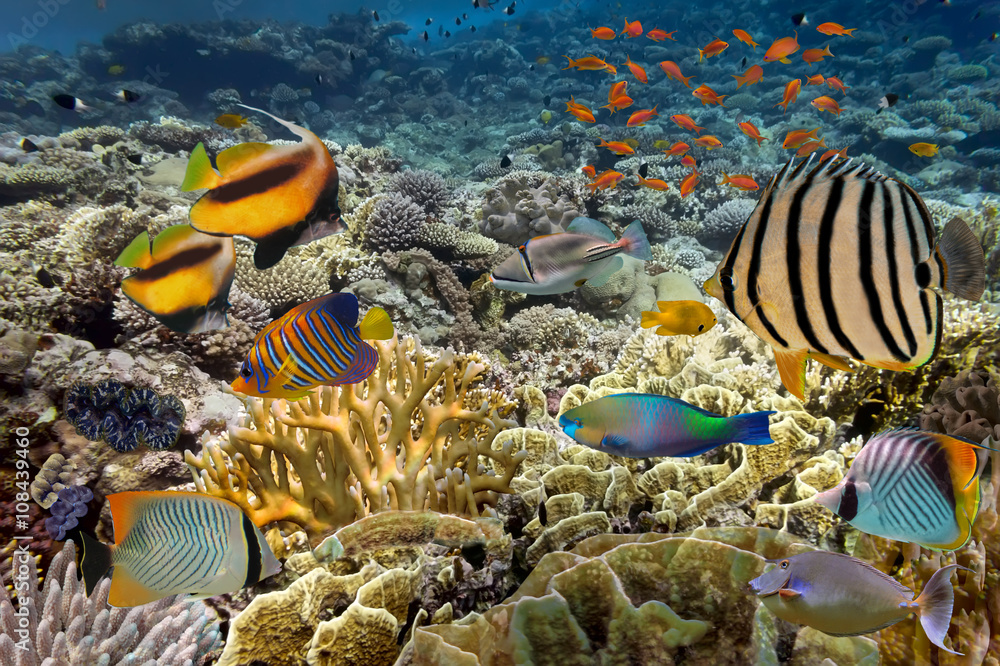 Fototapeta premium tropical Fish. Underwater world