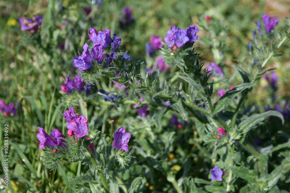 Fiori Fiori