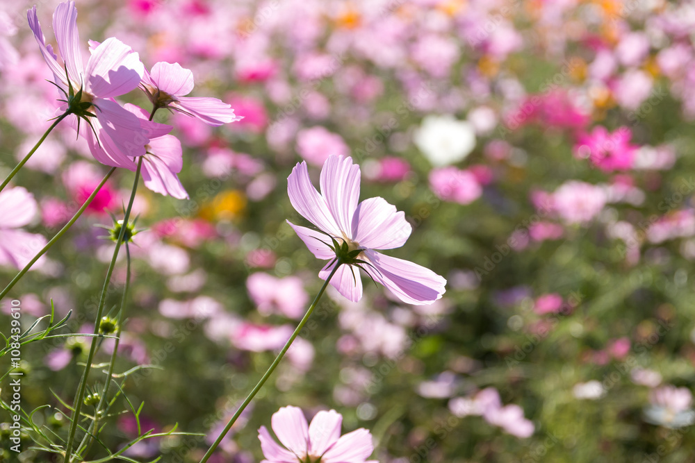 Obraz premium コスモスの花