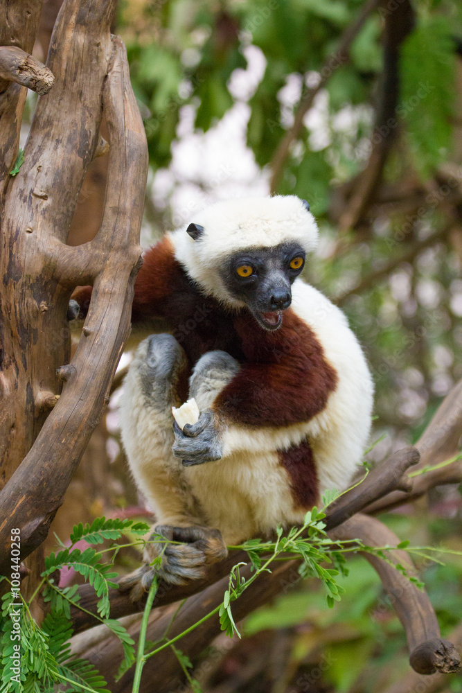 Obraz premium Lémurien Propithèque de Coquerel mangeant