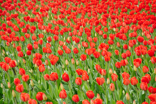Beautiful bouquet of red tulips