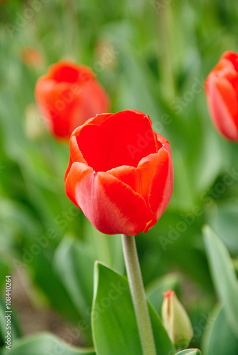 Beautiful bouquet of red tulips