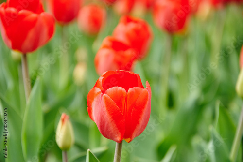 Beautiful bouquet of red tulips
