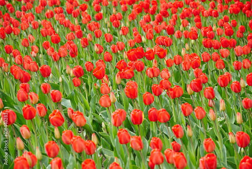 Beautiful bouquet of red tulips